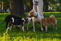 Anonymous female walking with american pitbull in park. Dog meeting other dogs at sunset