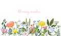 Horizontal floral border. Bright colorful summer wildflowers. Watercolor botanical illustration Royalty Free Stock Photo