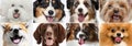 Horizontal flyer with close-up dog's faces looking at camera. Little purebred doggies. Concept of animal life, care Royalty Free Stock Photo