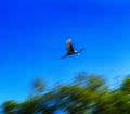 Horizontal flying stork in motion