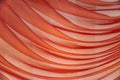 Horizontal folds on organza curtains for background Royalty Free Stock Photo