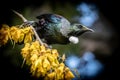 New Zealand native songbird the Tui in native kowhai tree sucking nectar from bright yellow spring flowers