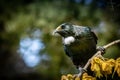 New Zealand native songbird the Tui in native kowhai tree sucking nectar from bright yellow spring flowers