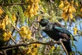 New Zealand native songbird the Tui in native kowhai tree sucking nectar from bright yellow spring flowers