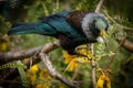 New Zealand native songbird the Tui in native kowhai tree sucking nectar from bright yellow spring flowers