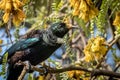 New Zealand native songbird the Tui in native kowhai tree sucking nectar from bright yellow spring flowers