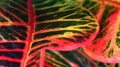 A horizontal frame of a colorful croton leaves .