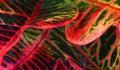 Horizontal frame of a colorful croton leaves .