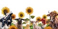 Horizontal frame with a composition of cows, sheep and chickens. Farm animals graze in a field of sunflowers. Digital illustration