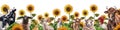 Horizontal frame with a composition of cows, sheep and chickens. Farm animals graze in a field of sunflowers. Digital illustration