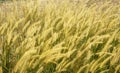 A horizontal frame of natural landscape tropical forest grass.