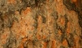 A horizontal frame of tree skin stem texture background.