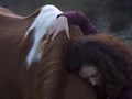 Horizontal front view of female forming bond with a piebald mare.