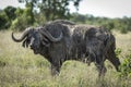 Big adult cape buffalo bull side view covered in dry mud in Ol Pajeta in Kenya Royalty Free Stock Photo