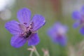 Blue flower of a field geranium on a background of meadow grasses. Royalty Free Stock Photo