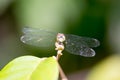 Horizontal full length Colored close up photo of a dragon fly he