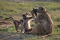 A baboon family grooming