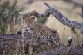 A horizontal, full length, colour photo of a handsome young leopard, Panthera pardus, staring at the camera in the Okavango Delta