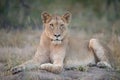 A horizontal, full length, colour photo of a lioness, Panthera l