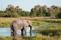 A horizontal, full length, colour photograph of an elephant, Lox