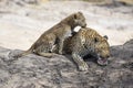 Leopard and cub resting in the shade