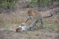 A mating pair of leopards tussling.