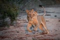 Two lionesses giving chase duing a hunt.