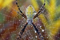 Horizontal Garden Spider Macro Royalty Free Stock Photo