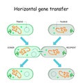 Horizontal gene transfer for bacteria