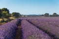 Horizontal general shot of a lavender field at sunset