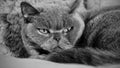 Horizontal grayscale shot of a British Blue cat laying on its bed - angry, concentrated expression