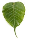 A horizontal green leaf of peepal tree Royalty Free Stock Photo