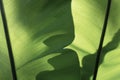 The Horizontal of Green Leaf Textured Background