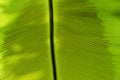 The Horizontal of Green Leaf Textured Background