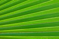 The Horizontal of Green Palm Leaf Textured Background
