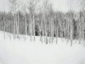 Horizontal greyscale shot of bare trees covered in snow in a snowy area in winter