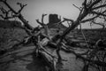 Horizontal greyscale shot of dry wood in the Monument Valley in the US with a blurred background