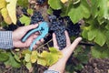 Horizontal Harvesting Secateurs Hands Man Grape Syrah Royalty Free Stock Photo