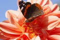 Beautiful butterfly sitting on the bright orange colored dahlia flower on a warm and sunny autumn day Royalty Free Stock Photo