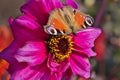 Beautiful butterfly sitting on the bright red and yellow colored dahlia flower on a warm sunny autumn day Royalty Free Stock Photo