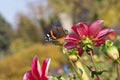 Beautiful butterfly sitting on the bright red and yellow colored dahlia flower on a warm sunny autumn day Royalty Free Stock Photo