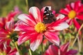 Beautiful butterfly sitting on the bright red and yellow colored dahlia flower on a warm sunny autumn day Royalty Free Stock Photo