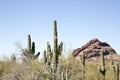 Arizona view of saguaro cacti and mountains
