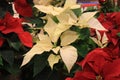 Horizontal image of beautiful poinsettia plants in the color of white and red