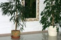 Horizontal image of a bright living room with two large house plants, Ficus Benjamina and Schefflera Compacta, standing between a Royalty Free Stock Photo