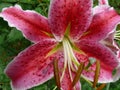 Pink lily flower after the rain close-up view Royalty Free Stock Photo