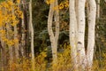 Horizontal image of bright yellow aspen leaves and bushes with slender white tree trunks and the dark green of spruce trees