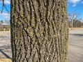 Tree Identification: Bur Oak Quercus macrocarpa Royalty Free Stock Photo