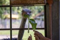 Horizontal image of children feeding ostrich with leaves from a window in a zoo