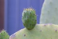 close-up with detail of a typical fruit called prickly pear still